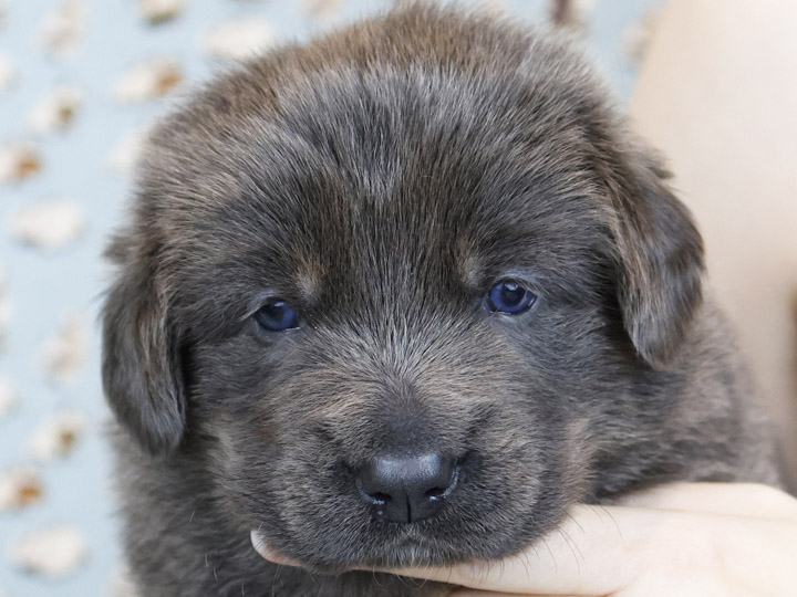 chinook puppy